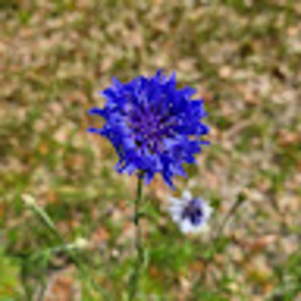 Meet your Posher, Valerie